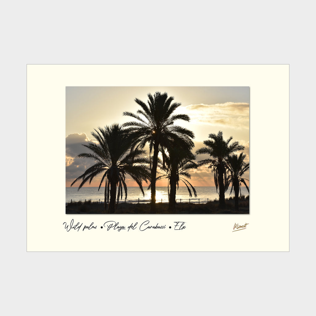 WILD PALMS